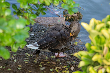 goose bird