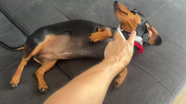 carinhosa duchshund cachorro salsicha 