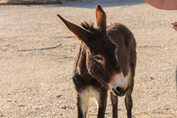 Curious young donkey exploring the dusty farmyard in late afternoon sunlight.