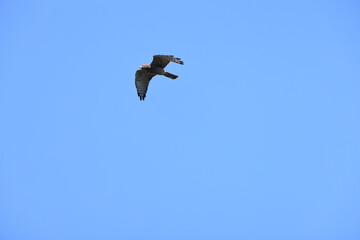 The grey-faced buzzard (Butastur indicus) is an Asian bird of prey. This photo was taken in Japan.