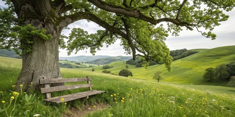 Obraz premium A wooden bench placed under a tall oak tree in a lush green meadow, rustic decor, meadow scene, leafy trees, garden furniture, wooden furniture