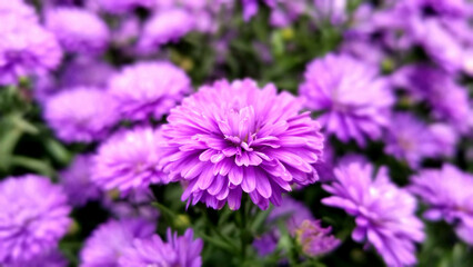 Obraz premium Chrysanthemum is blooming under the sunbath