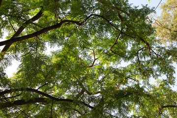 leaves