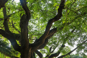 Obraz premium leaves
