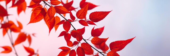 Fototapeta premium burnt orange and deep red leaves against a soft blue and pink gradient, pink undertones, color gradient, autumnal hues