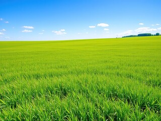 A vast expanse of lush green meadow fields under a bright blue sky on a sunny day in the English countryside, rural views, rolling hills, blue sky