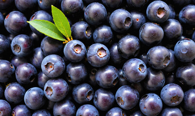 Fototapeta premium Fresh blueberries are ready to be enjoyed in the summer
