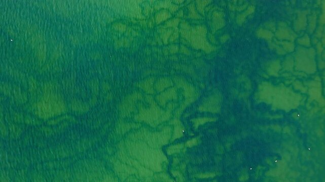 Neuron pattern in underwater saltern evaporation pond, top down footage