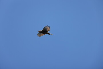 The grey-faced buzzard (Butastur indicus) is an Asian bird of prey. This photo was taken in Japan.
