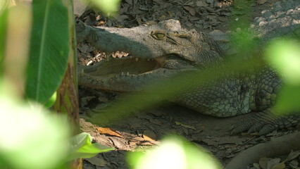 Close-up of resting crocodile with open jaws among lush foliage in tropical jungle. Wildlife and Nature