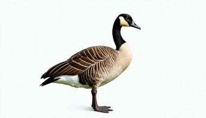 Stunning Canada Goose Portrait