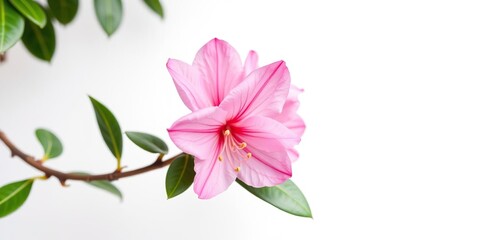 Pink Rhododendron Flower on White Background, evergreen, white, spring flowers