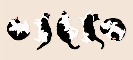 Cute black and white cat in different poses. Cats are lying on the ground. Vector illustration. Set of cats.
