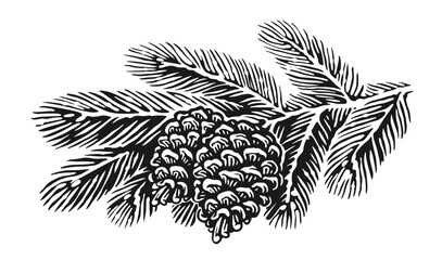Pine fluffy branches and cones. Christmas tree, spruce twig sketch. Hand drawn vector illustration
