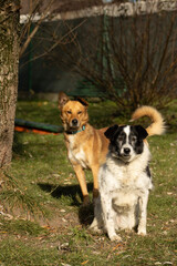 Portret pies przyjaciel 