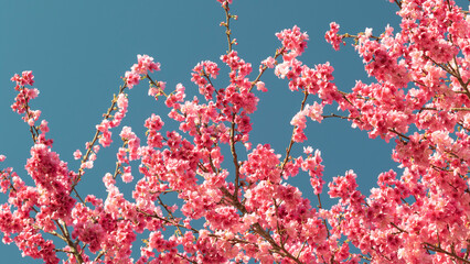 Cherry blossom with blue sky
