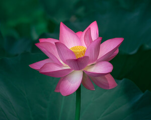 Pink lotus flower with green leaves background and yellow core
