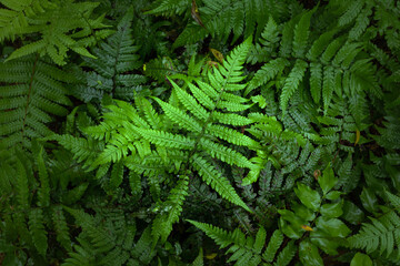  	Photograph of green fern leaves with clearly highlighted texture and color.