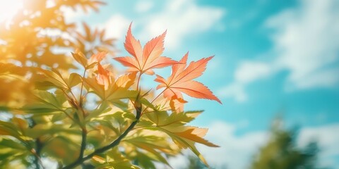 Maple tree with vibrant autumn leaves against a blue sky, showcasing seasonal transformation