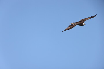 The osprey (Pandion haliaetus), historically known as sea hawk, river hawk, and fish hawk, is a diurnal, fish-eating bird of prey with a cosmopolitan range. This photo was taken in Japan.