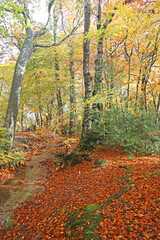 Decoy Country Park, Devon in Autumn	
