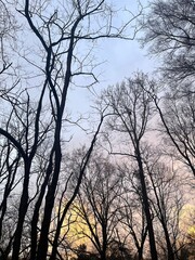 Fototapeta premium Fall Trees