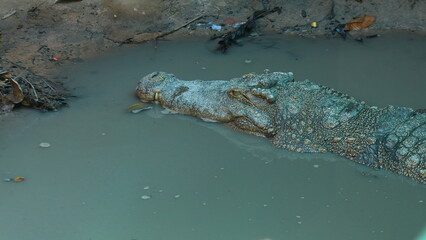 Crocodile resting in muddy water, showcasing natural habitat and reptile adaptability. Wildlife and Nature