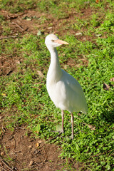 egret