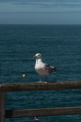 Mouette devant la mer