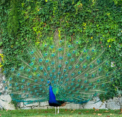 Obraz premium peacock in the park