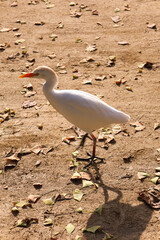 egret