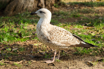 seagull