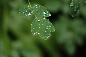 Close-Up of Fresh Green Leaves with Morning Dew Drops