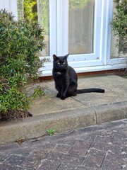 black cat sitting outside a house