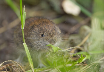 small Myodes glareolus in the grass, small mouse between grasses, small red-backed vole between grasses, small rodent in the meadow, little mouse in the meadow