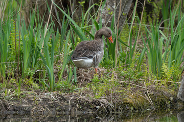 Oie cendrée, Anser anser, Greylag Goose, nid