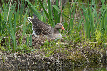 Oie cendrée, Anser anser, Greylag Goose, nid