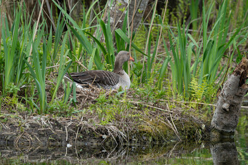 Fototapeta premium Oie cendrée, Anser anser, Greylag Goose, nid