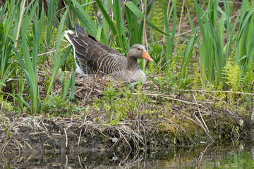 Oie cendrée, Anser anser, Greylag Goose, nid