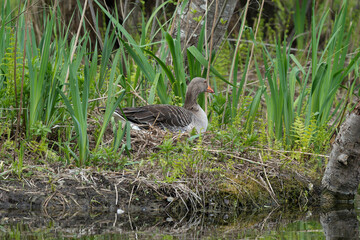Oie cendrée, Anser anser, Greylag Goose, nid