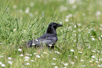 Corneille noire, Corvus corone, Carrion Crow