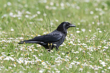 Corneille noire, Corvus corone, Carrion Crow