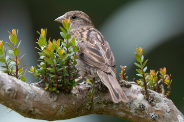 Moineau domestique, .Passer domesticus, House Sparrow