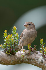 Moineau domestique, .Passer domesticus, House Sparrow