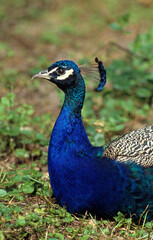 Paon bleu,.Pavo cristatus , Indian Peafowl