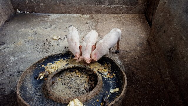 Lechones comiendo