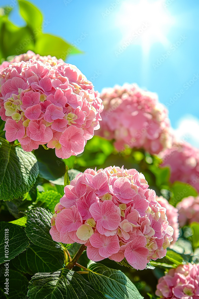 Poster clusters of pink hydrangeas bask in bright sunlight, creating a cheerful atmosphere in a lush garden
