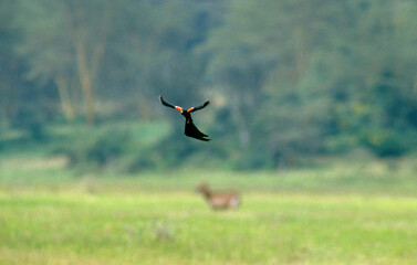 Euplecte à longue queue, Veuve à longue queue, Euplectes progne, Long tailed Widowbird, Kenya