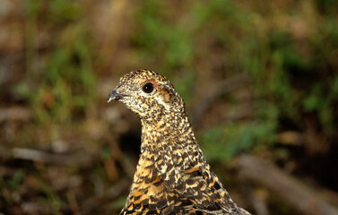 Tétras du Canada,.Canachites canadensis, Spruce Grouse, Tétras de savane, femelle, Québec, Canada