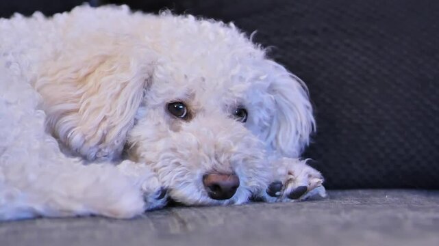 Fluffy Bichon Fris&eacute; and Poodle mix lounges on the couch, peacefully watching TV.